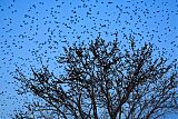 European Starling