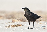 Fish Crow