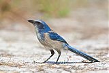 Florida Scrub-Jay