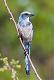 Florida Scrub-Jayborder=