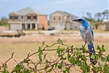 Florida Scrub-Jayborder=