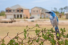 Florida Scrub-Jay