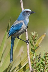 Florida Scrub-Jay