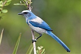 Florida Scrub-Jay