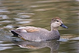 Gadwall