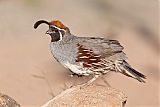 Gambel's Quail