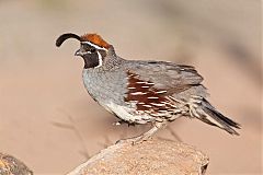 Gambel's Quail