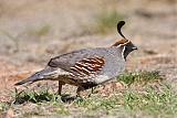 Gambel's Quail