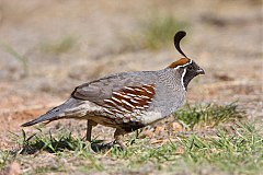 Gambel's Quail