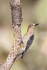 Gila Woodpecker