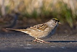 Golden-crowned Sparrowborder=