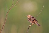 Grasshopper Sparrow