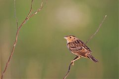 Grasshopper Sparrow