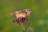 Grasshopper Sparrow