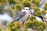 Canada Jay