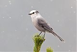 Canada Jay