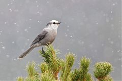 Canada Jay