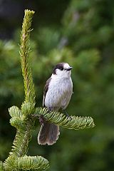 Canada Jay