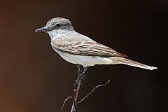 Gray Kingbird