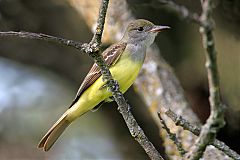 Great Crested Flycatcher