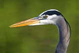 Great Blue Heronborder=