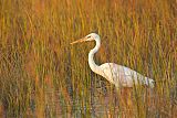 Great Blue Heronborder=