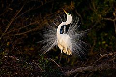 Great Egret