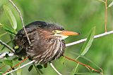 Green Heron