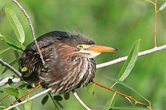 Green Heron