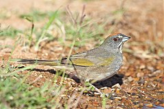 Green-tailed Towhee