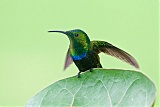 Green-throated Caribborder=