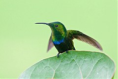 Green-throated Carib