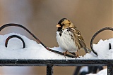 Harris's Sparrowborder=