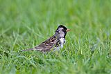 Harris's Sparrowborder=