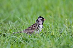 Harris's Sparrow