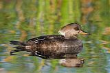 Hooded Merganserborder=