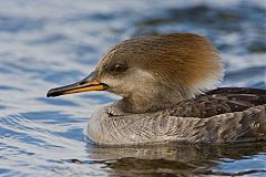 Hooded Merganser