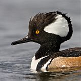 Hooded Merganser