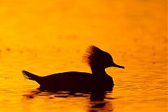 Hooded Merganser