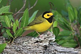 Hooded Warbler