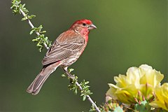 House Finch