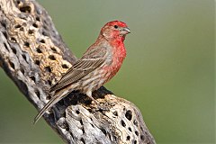 House Finch