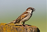 House Sparrow