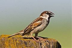 House Sparrow