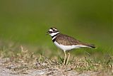 Killdeer