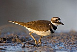 Killdeer