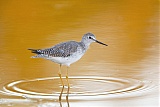 Lesser Yellowlegs