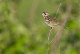 Lark Sparrow