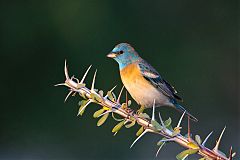 Lazuli Bunting