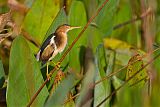 Least Bittern